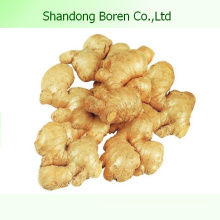 2015 New Fresh Ginger From Shandong